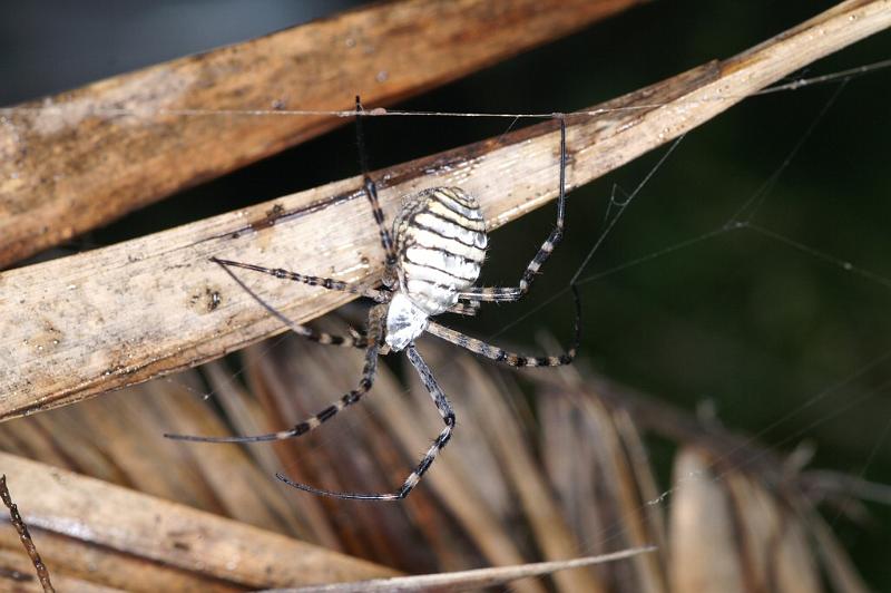 Argiope_trifasciata_D3238_Z_75_Valle Gran Rey_Spanje.jpg